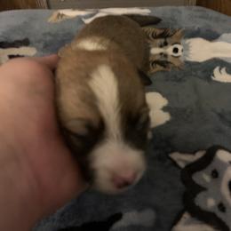 "Clifford Sable Male" American Corgi Puppies from Mac-Kuz Kennels