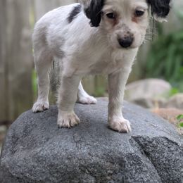 Companion Cross Puppies from Mandala Dogs