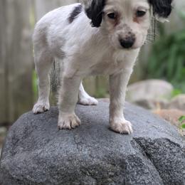 Companion Cross Puppies from Mandala Dogs
