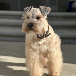 Zeus - Miniature Schnauzer