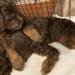 Assorted Doodle Crosses Puppies from Doodles Domain