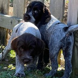 Wirehaired Pointing Griffons from Longleaf Griffons