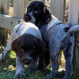 Wirehaired Pointing Griffons from Longleaf Griffons
