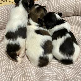 Marshmallow - Black and white male Chihuahua puppy in Choctaw, Oklahoma from Savvy Chihuahuas of Oklahoma