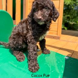 Coco Puff Chocolate English Teddybear - Chocolate female Goldendoodle puppy in Grove, Oklahoma from Guinn Family Farms