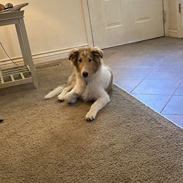 Collie Puppies from Heritage Salt Lake Kennels