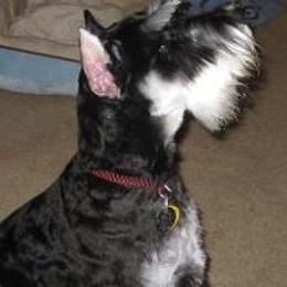 Miniature Schnauzer All Grown Up from Bachi's Miniature Schnauzers