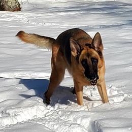 Mai  - German Shepherd