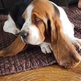 Boy 1 - Black brown and white Basset Hound puppy in Camp Verde, Arizona from Robbs Ranch Bassets