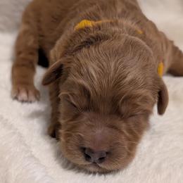 Yellow - Red  female Goldendoodle puppy in Midland, North Carolina from Alger Farm, LLC