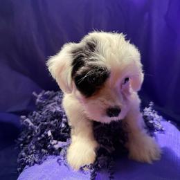 Fern - White female Havanese puppy in Pearland, Texas from Herds Of Havanese