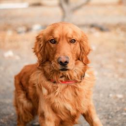 Stone - Golden Retriever