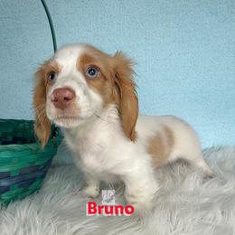 Bruno - Dapple male Dachshund puppy in Waseca, Minnesota from Dragonfly Doxies