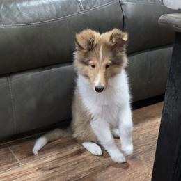 Florence (Nightingale) another famous patriot. - Sable and white female Shetland Sheepdog puppy in Waco, Texas from Patriot Shelties (not the scam person who stole my kennel name))
