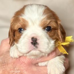 Cortina (yellow ribbon) - Blenheim female Cavalier King Charles Spaniel puppy in Albany, Georgia from Legend Cavaliers