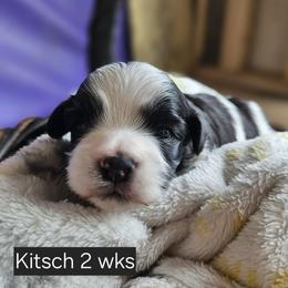 Kitsch - Black and white male Havanese puppy in Whitewater, Wisconsin from Celtic Brae Australian Shepherds & Havanese