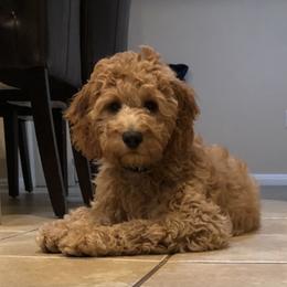 Goldendoodle Puppies from The Doodle grove