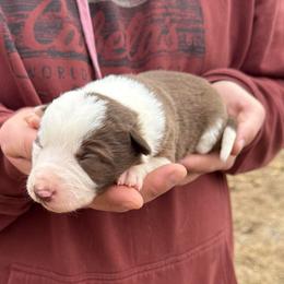 Abby - Red female Border Collie puppy in Chattanooga, Tennessee from Ross Vegas Kennels