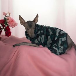 Adora - Xoloitzcuintli