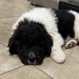Madison - female Newfypoo puppy in San Antonio, Texas from Mammoth Doodles