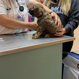 Australian Labradoodle Puppies from High Mist Mountain Australian Labradoodles