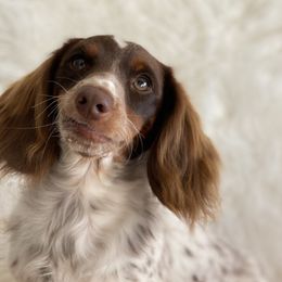 Oliver  - Dachshund