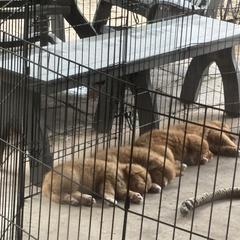 Boerboel and Nova Scotia Duck Tolling Retriever Puppies from Voyageur Kennels
