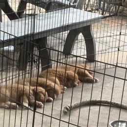 Boerboel and Nova Scotia Duck Tolling Retriever Puppies from Voyageur Kennels