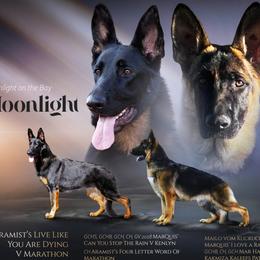 German Shepherd puppies from He Reigns