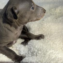 Josephine - Blue female Italian Greyhound puppy in Wilkes Barre, Pennsylvania from Laraz Pupz