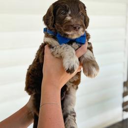 Lincoln - Merle male Goldendoodle puppy in Nashville, Tennessee from Hilton Doodles