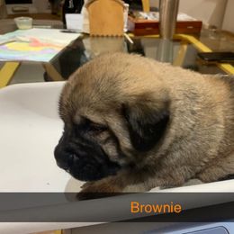 Brownie - Anatolian Shepherd Dog puppy in Berkeley County, West Virginia from Reich Anatolians and Friends