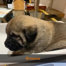 Brownie - Anatolian Shepherd Dog puppy in Berkeley County, West Virginia from Reich Anatolians and Friends