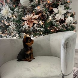 Bella - Black and tan female Yorkshire Terrier puppy in New York from Yorkies Boutique