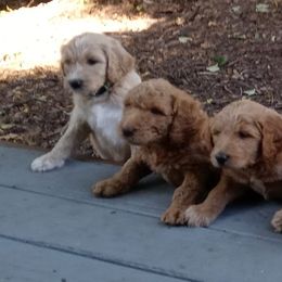 Goldendoodles from ABBEY ROAD GOLDENDOODLES