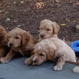 Goldendoodles from ABBEY ROAD GOLDENDOODLES