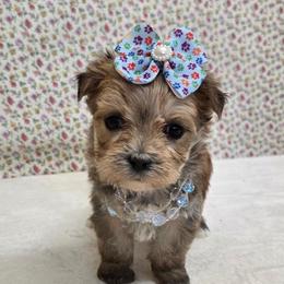 Olivia SMALL - Gold female Morkie puppy in Monticello, Iowa from Ashley’s Puppies