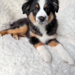 BTM - Black tri male Miniature Australian Shepherd puppy in Evansville, Indiana from Indiana Toy & Mini Aussies