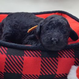 Orange collar girl - Black female Cockapoo puppy in Middletown, Ohio from Blessed Chaos