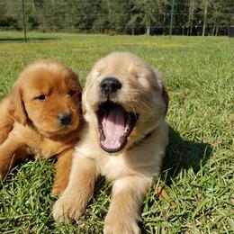 Goldendoodle and Golden Retriever Puppies from A Golden Summer