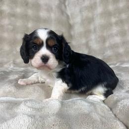 Max - Tri-color male Cavalier King Charles Spaniel puppy in Bedias, Texas from JSK Aussie and Cavaliers