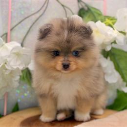 Archie - Black and tan male Pomeranian puppy in Gilroy, California from Belt Fed Kennels