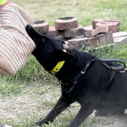 Trouble - German Shepherd