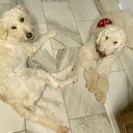 Goldendoodles from Doc’s Doodles