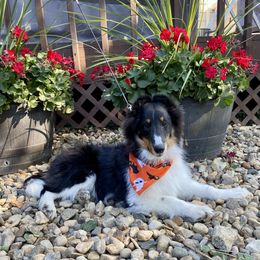 Shetland Sheepdog Puppies from Aral Shelties
