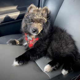 Harry Potter - Black and white male Pomsky puppy in Greenville, South Carolina from Thicketty Mountain Pomskies