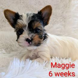 Maggie (Magnificent) - Parti female Yorkshire Terrier puppy in Gatesville, Texas from KontryKritterz Yorkies