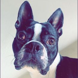 Trey Bae or Poppa Bear - Boston Terrier