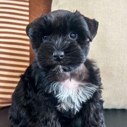 Isabel (Belly) - Black and silver female Miniature Schnauzer puppy in Cheney, Washington from Rolling Hills Schnauzers