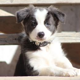 Border Collie Puppies from Lil Maine Border Collies